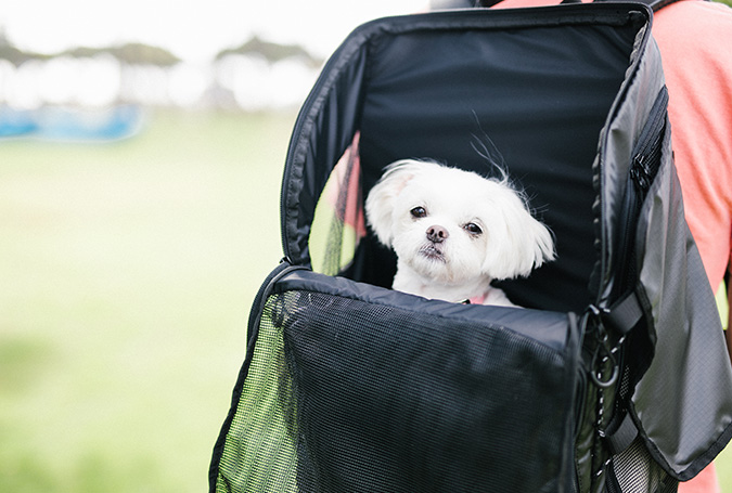 3way Backpack Carrier | AIRBUGGY FOR PET | ペットカートのエアバギー