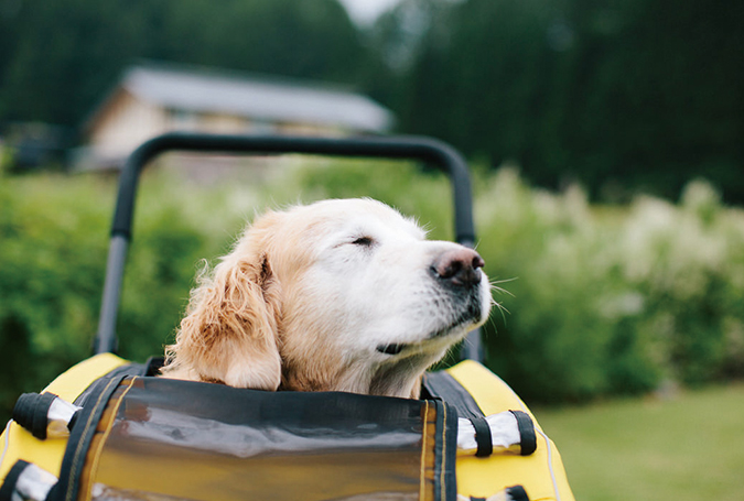 CARRIAGE | AIRBUGGY FOR PET | ペットカートのエアバギー