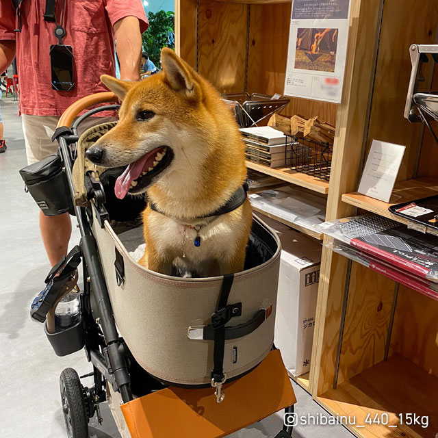 DOME3の新色で愛犬との"ワン"DAYトリップを楽しもう！ | AIRBUGGY FOR PET | ペットカートのエアバギー