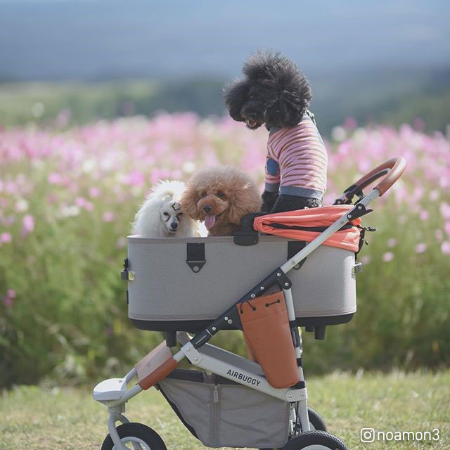 【とても】 AIR BUGGY エアーバギー 犬用 ピンク色 ルカリ